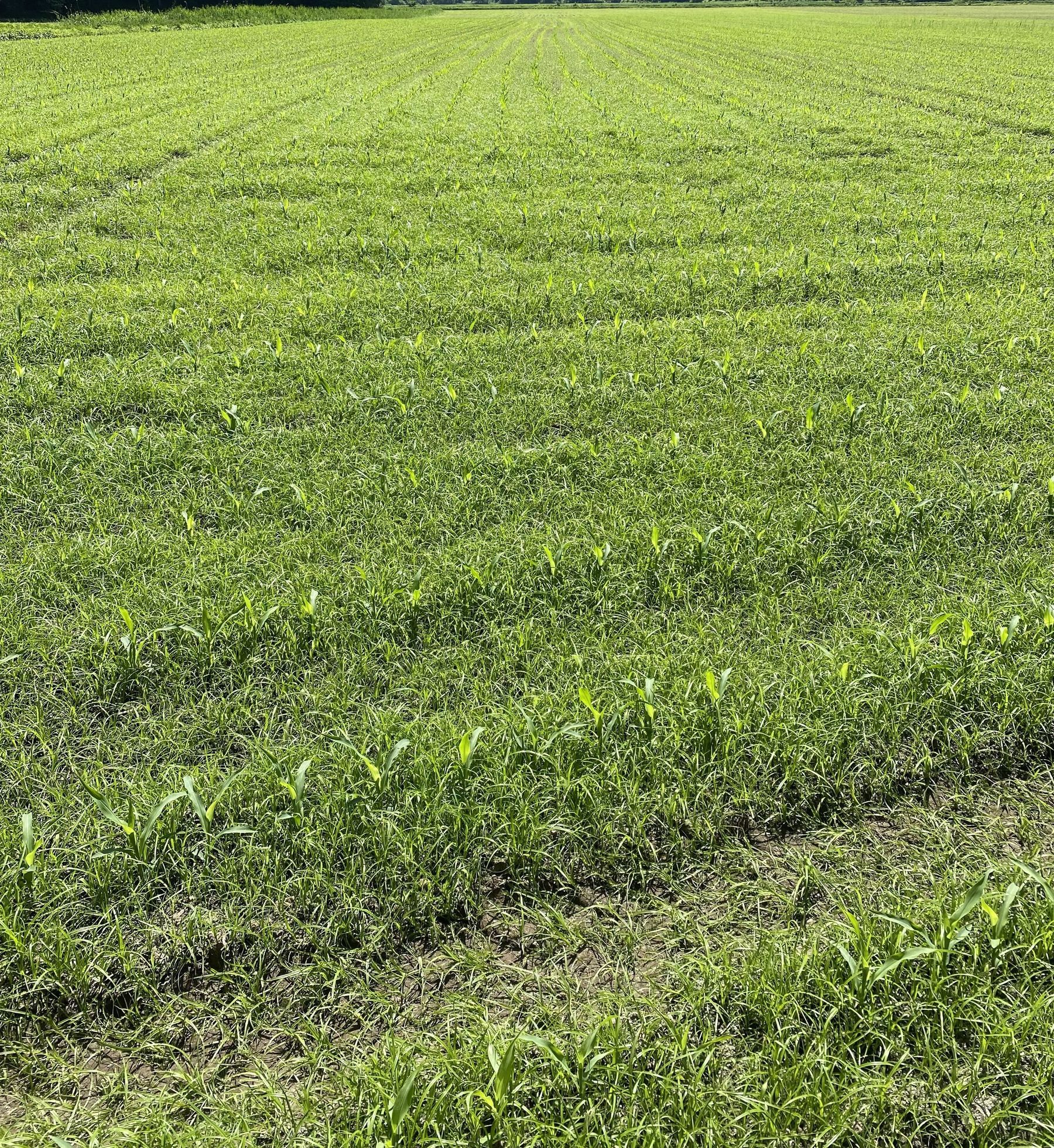 Erdmandelgras.jpg © LK Kärnten/Hannes Stich Erdmandelgras.jpg © LK Kärnten/Hannes Stich