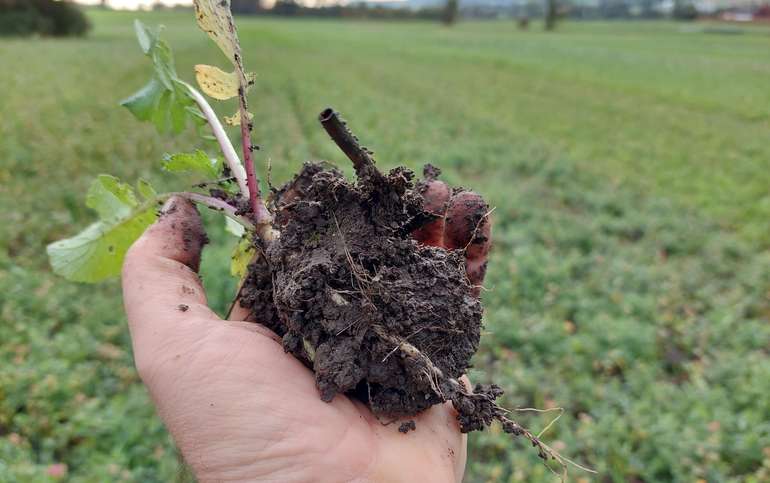 Zwischenfruchtanbau.jpg © BWSB/Wallner Zwischenfruchtanbau.jpg © BWSB/Wallner