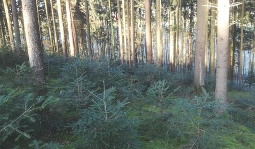 Forest Extinction Boosts Nitrate Exposure in Groundwater