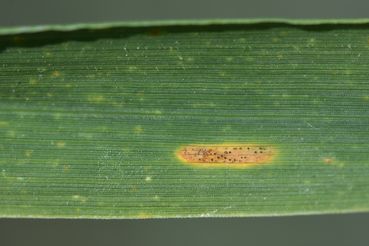 WW-S.tritici.jpg © LK OÖ/Köppl