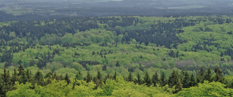 Mischwälder.jpg © AdobeStock/avior6720