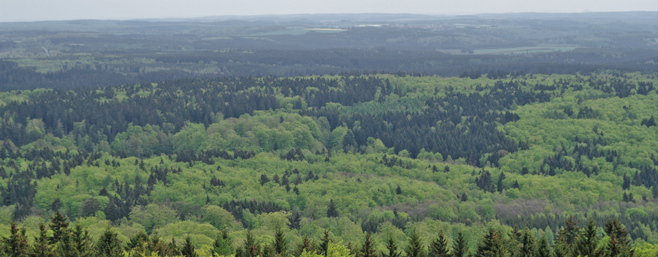 Mischwälder.jpg © AdobeStock/avior6720