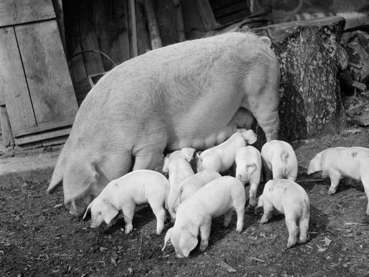 Landwirtschaft früher.jpg © Sammlung Franz Beer, Stadtarchiv Dornbirn Landwirtschaft früher.jpg © Sammlung Franz Beer, Stadtarchiv Dornbirn