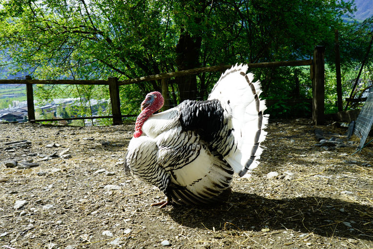 Der Vielfalt in Stall, Wiese und Garten verschrieben.jpg © Etter Der Vielfalt in Stall, Wiese und Garten verschrieben.jpg © Etter