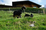 Der Vielfalt in Stall, Wiese und Garten verschrieben.jpg © Etter