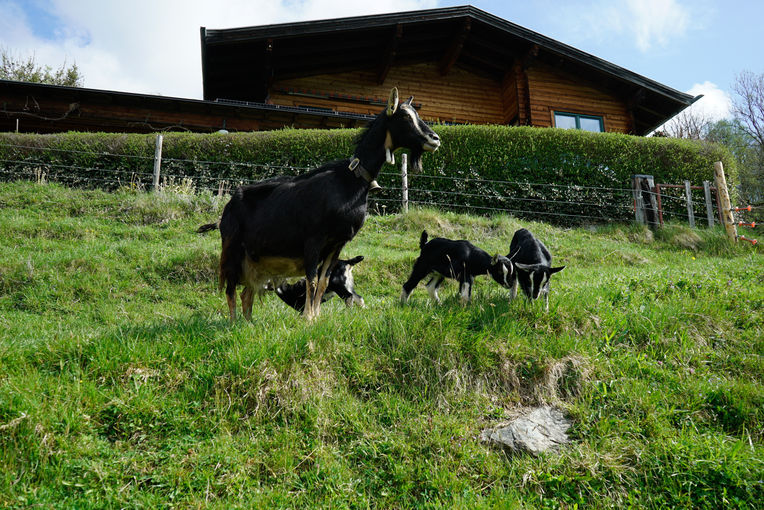 Der Vielfalt in Stall, Wiese und Garten verschrieben.jpg © Etter Der Vielfalt in Stall, Wiese und Garten verschrieben.jpg © Etter