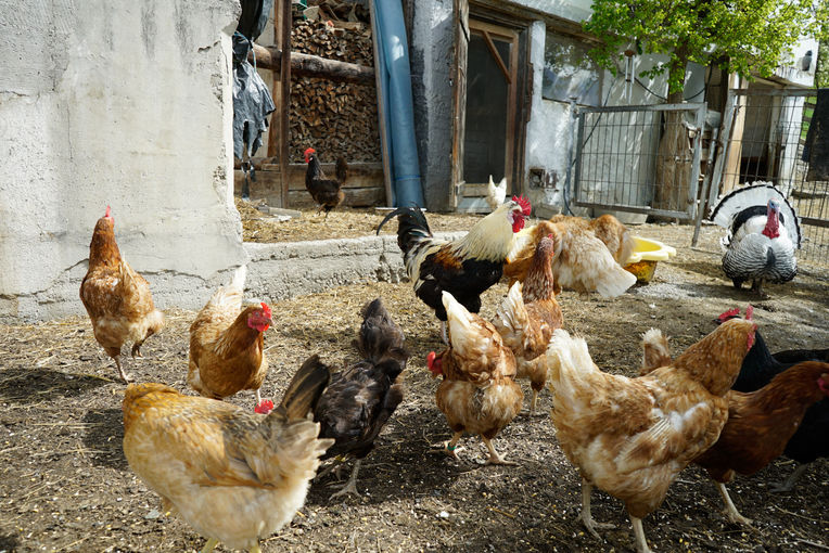 Der Vielfalt in Stall, Wiese und Garten verschrieben.jpg © Etter Der Vielfalt in Stall, Wiese und Garten verschrieben.jpg © Etter