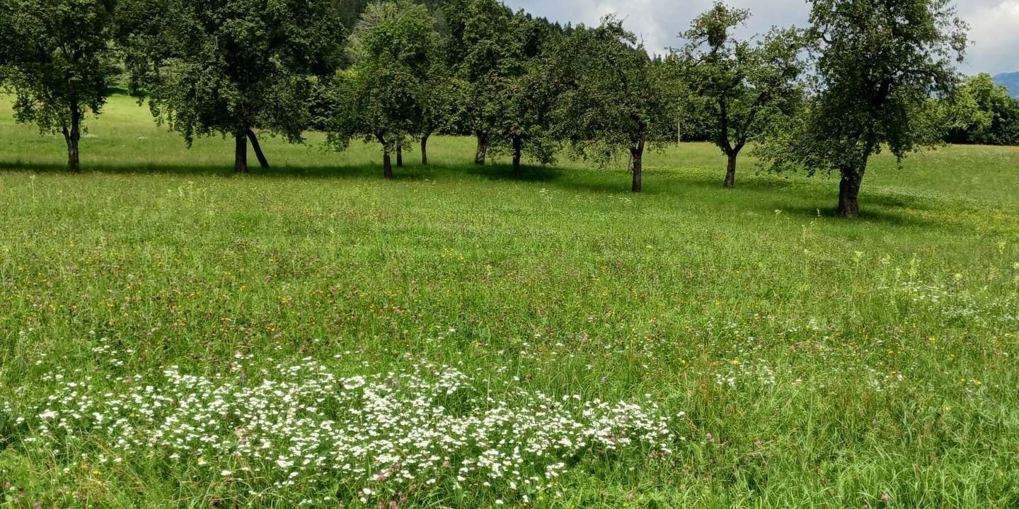 DIV-Fläche Grünland.jpg © LK OÖ/Mandl