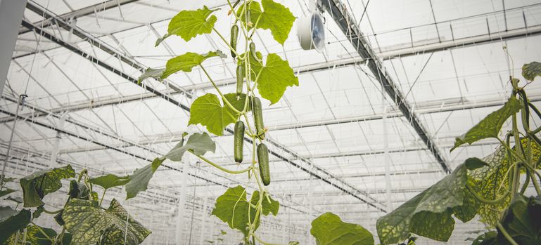 Glashaus Gurkenproduktion © karinnussbaumer.com