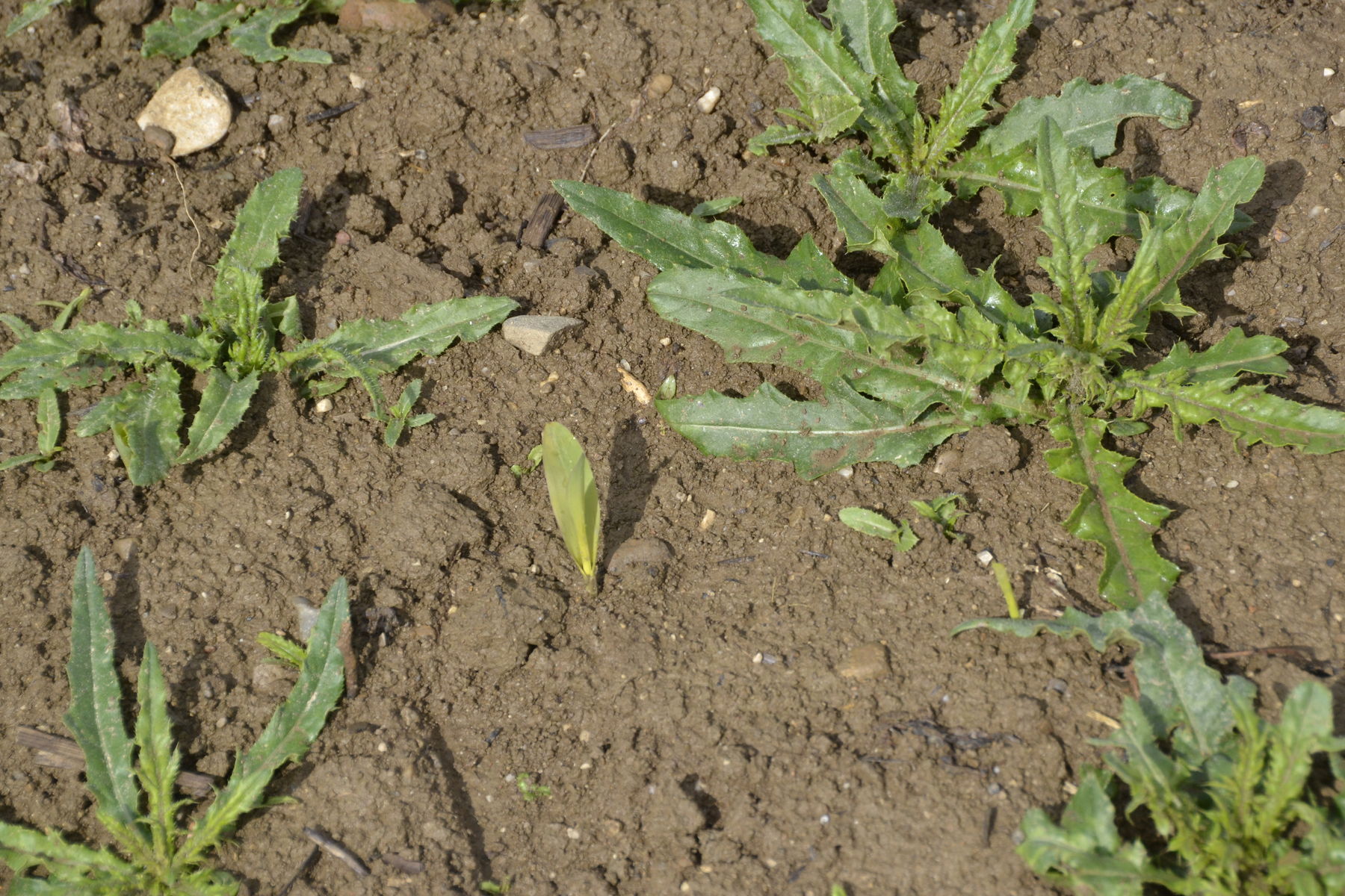 Mais spitzt-Distel groß.jpg © LK OÖ/Köppl Mais spitzt-Distel groß.jpg © LK OÖ/Köppl