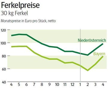 NÖ: Ausblick auf den Ferkelmarkt im Mai 2025 © LK NÖ