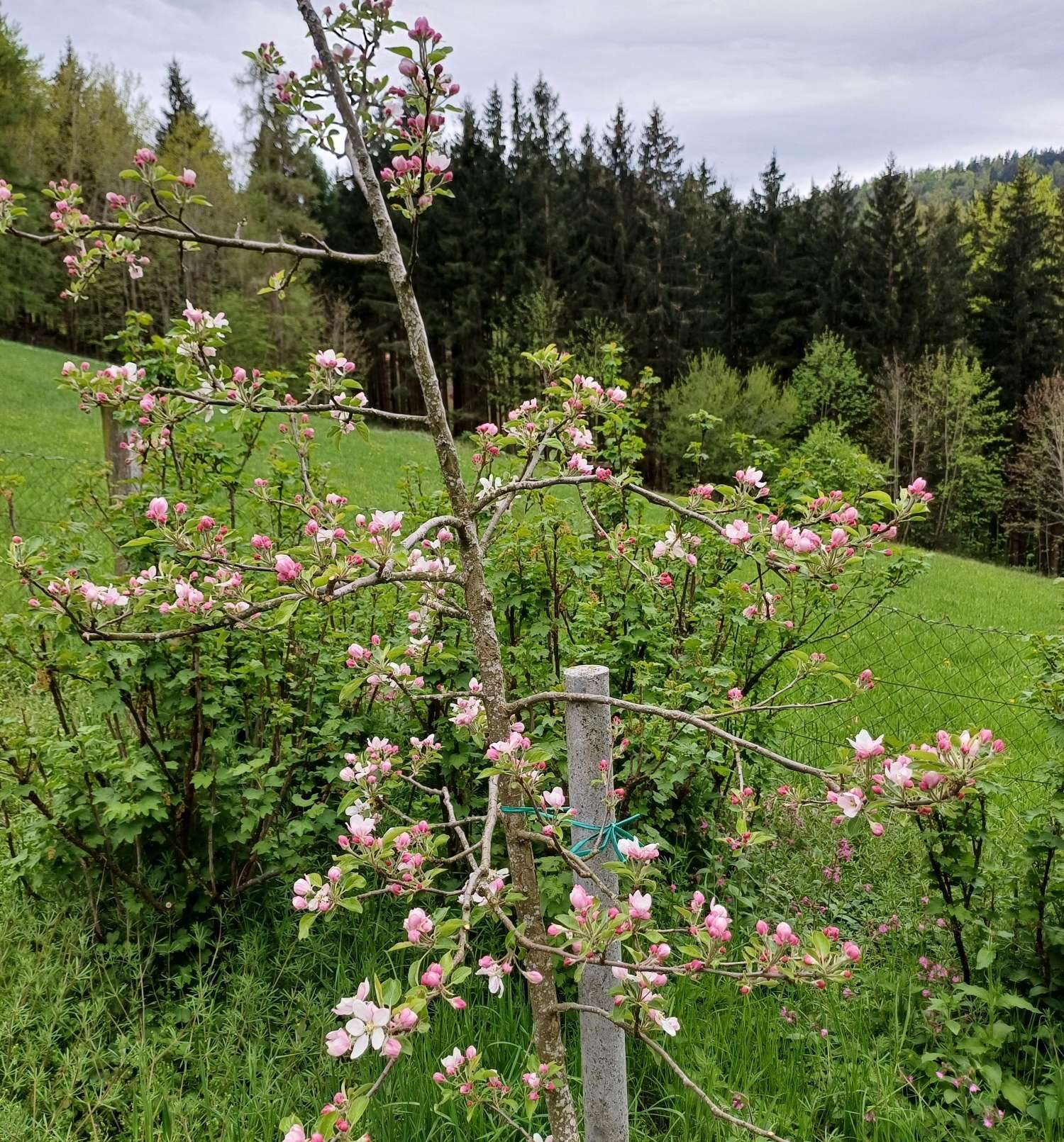 Apfelspindel in Blüte.jpg © Strebl/LK OÖ