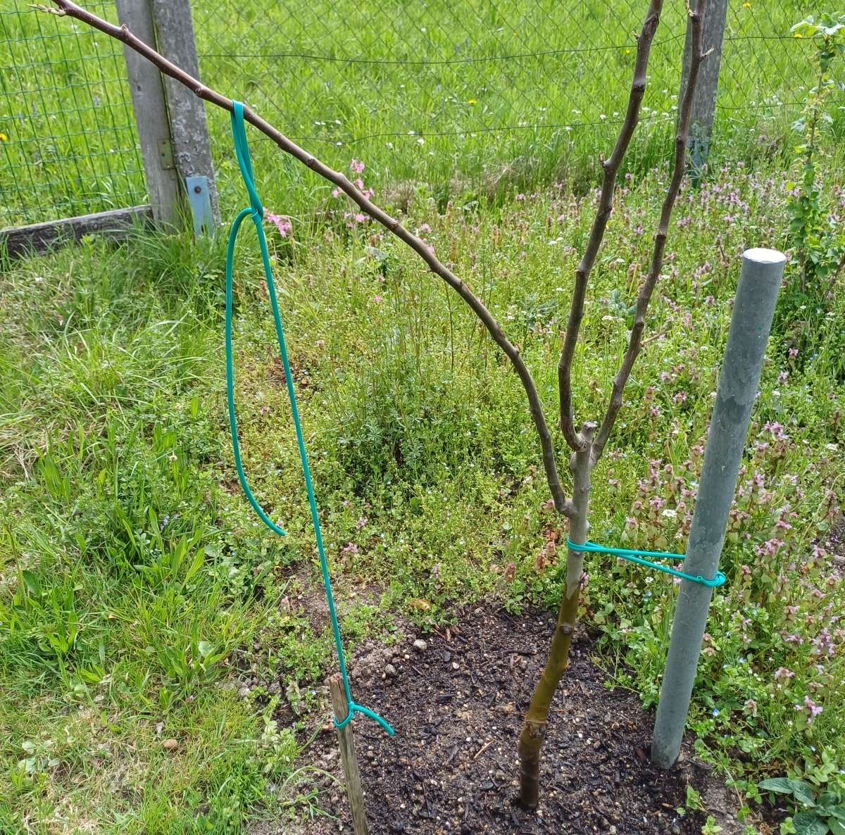 Birnenspindel frisch gepflanzt.jpg © Strebl/LK OÖ