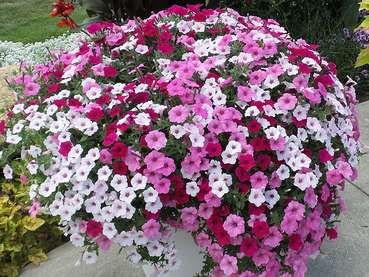 Flotter Dreier.jpg © V-Gärtner Flotter Dreier.jpg © V-Gärtner