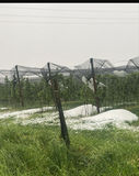 Hagelschaden an Netzanlage in Kukmirn 04.05.2025.jpg © ÖHV