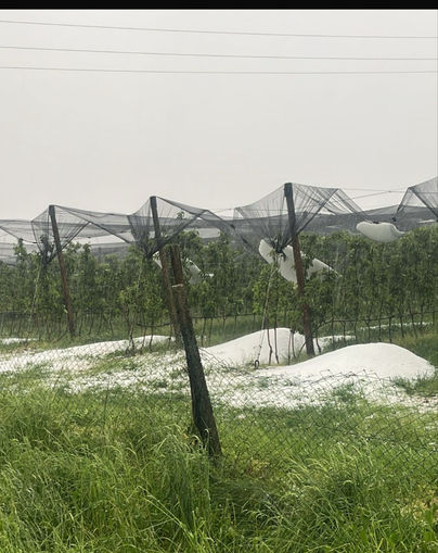 Hagelschaden an Netzanlage in Kukmirn 04.05.2025.jpg © ÖHV