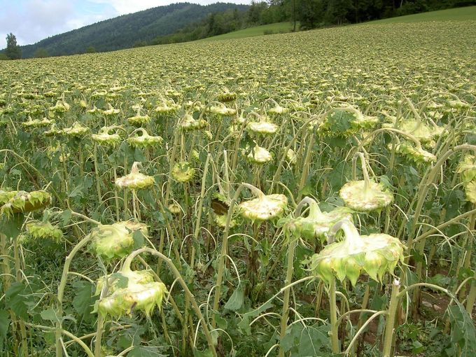 Höhere Gewalt.jpg © Hagelversicherung Höhere Gewalt.jpg © Hagelversicherung