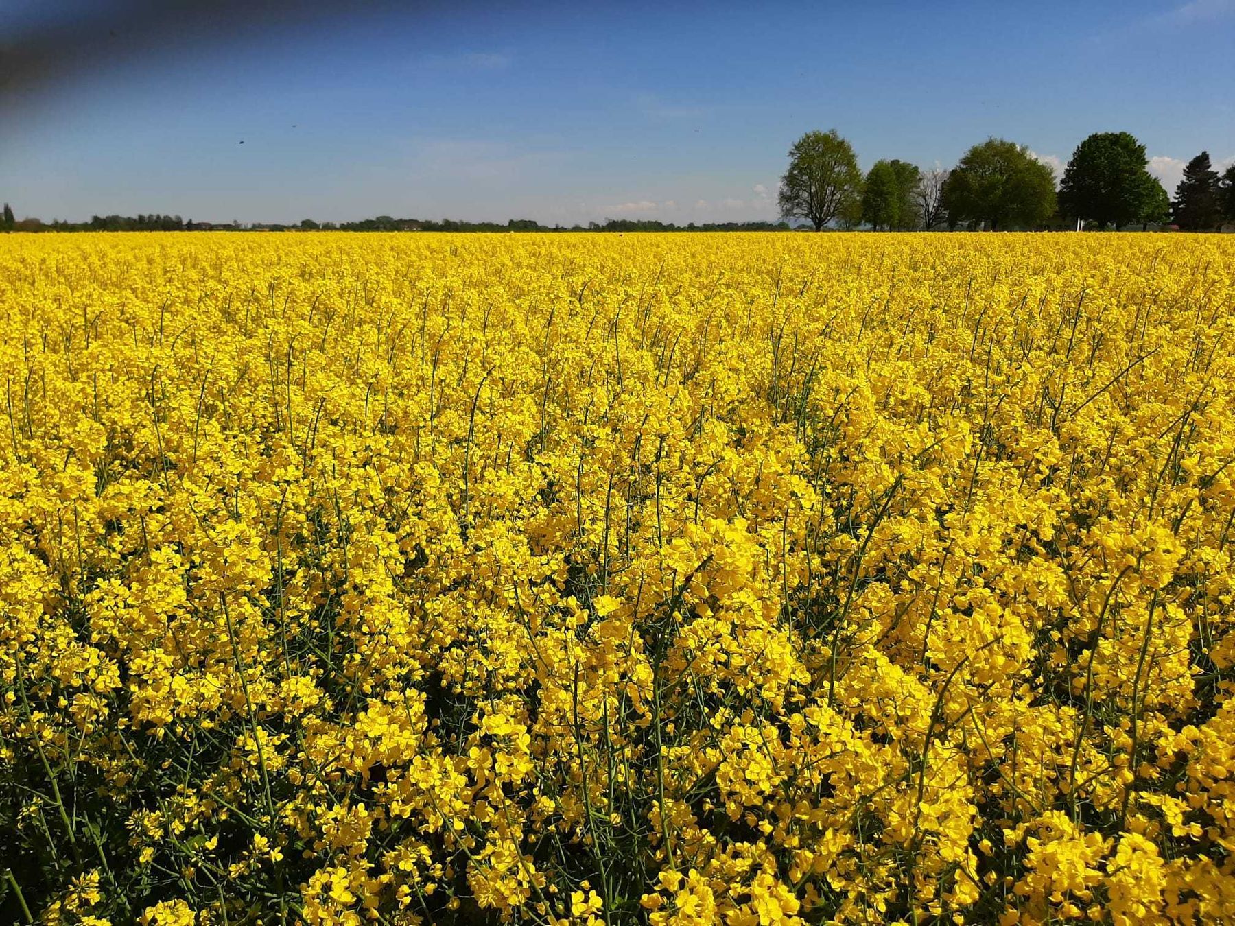 Eindrücke von der Feldbegehung in Steinerkirchen an der Traun mit 30 Teilnehmern. Raps in Vollblüte, Wintergerste kurz vorm Grannenspitzen. Winterweizen knapp vor BBCH 37. Mais bereits aufgelaufen. © BWSB