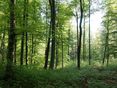 Wald © shutterstock_2278794529 für Netzwerk Zukunftsraum Land