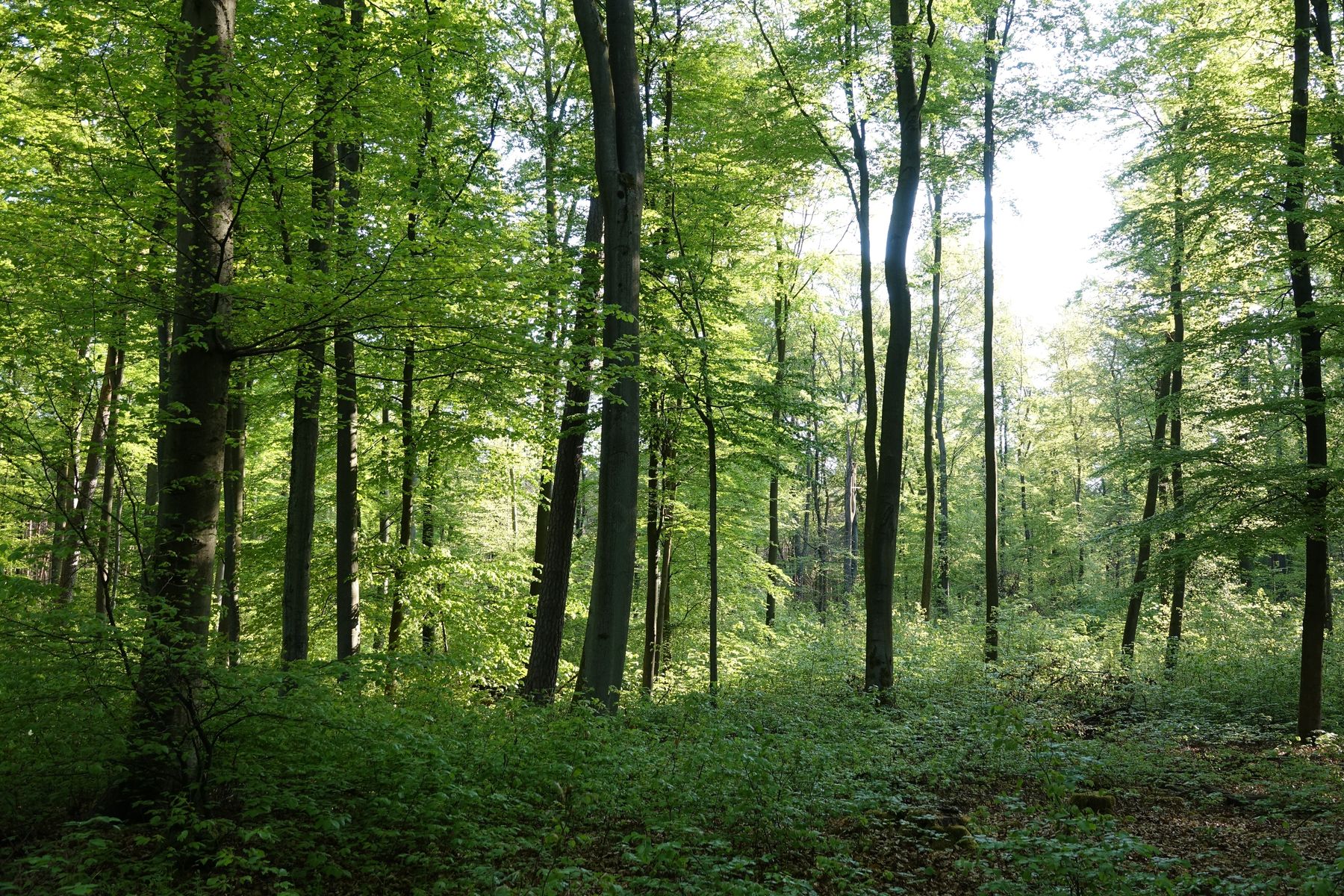 Wald.jpg © shutterstock_2278794529 für Netzwerk Zukunftsraum Land