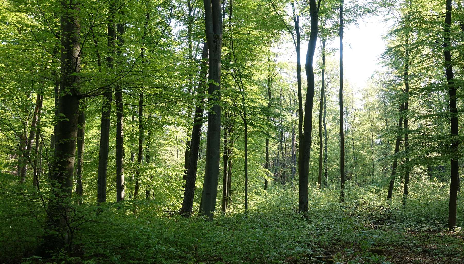 Wald.jpg © shutterstock_2278794529 für Netzwerk Zukunftsraum Land
