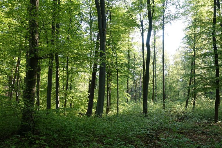 Wald.jpg © shutterstock_2278794529 für Netzwerk Zukunftsraum Land