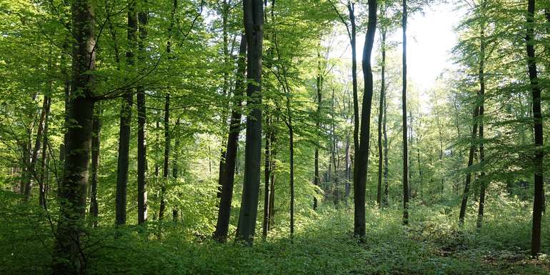 Wald.jpg © shutterstock_2278794529 für Netzwerk Zukunftsraum Land