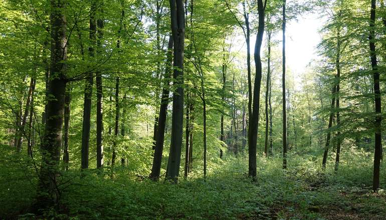 Wald.jpg © shutterstock_2278794529 für Netzwerk Zukunftsraum Land