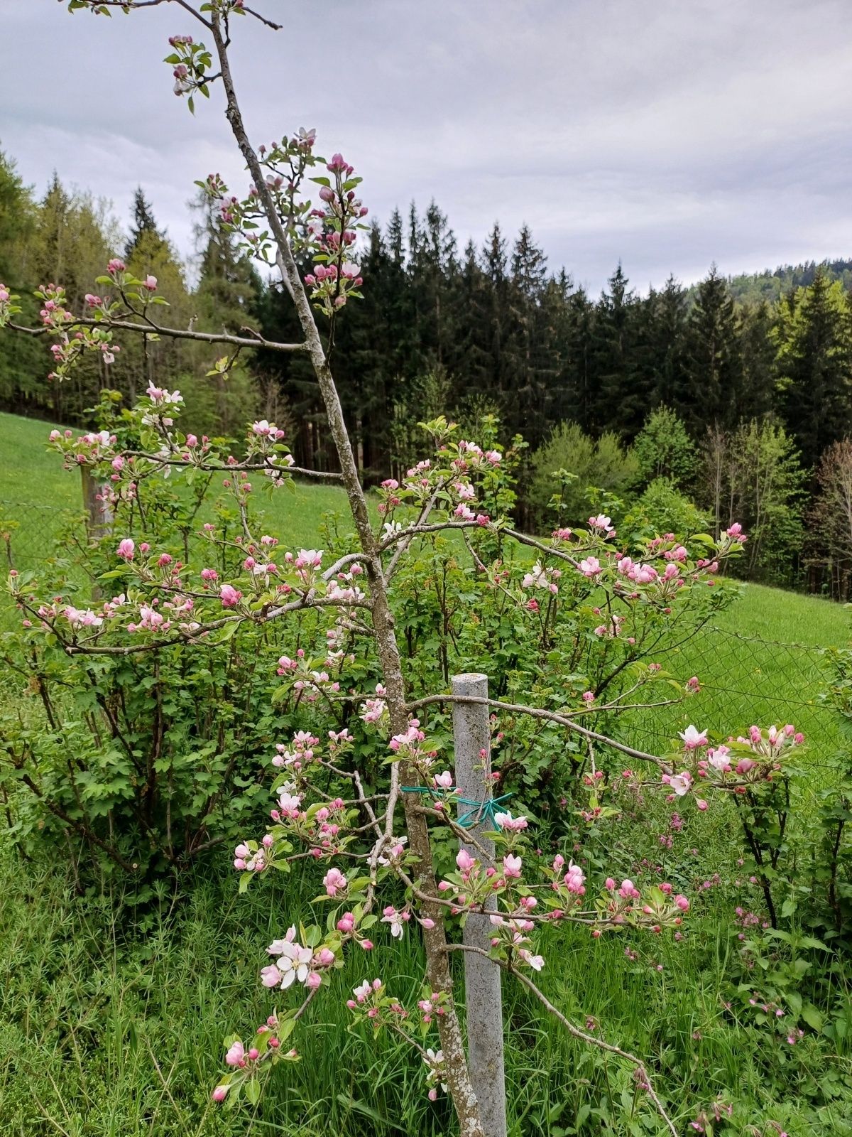 GARTENTIPP_Apfelspindel in Blüte.jpg © LK OÖ/Strebl