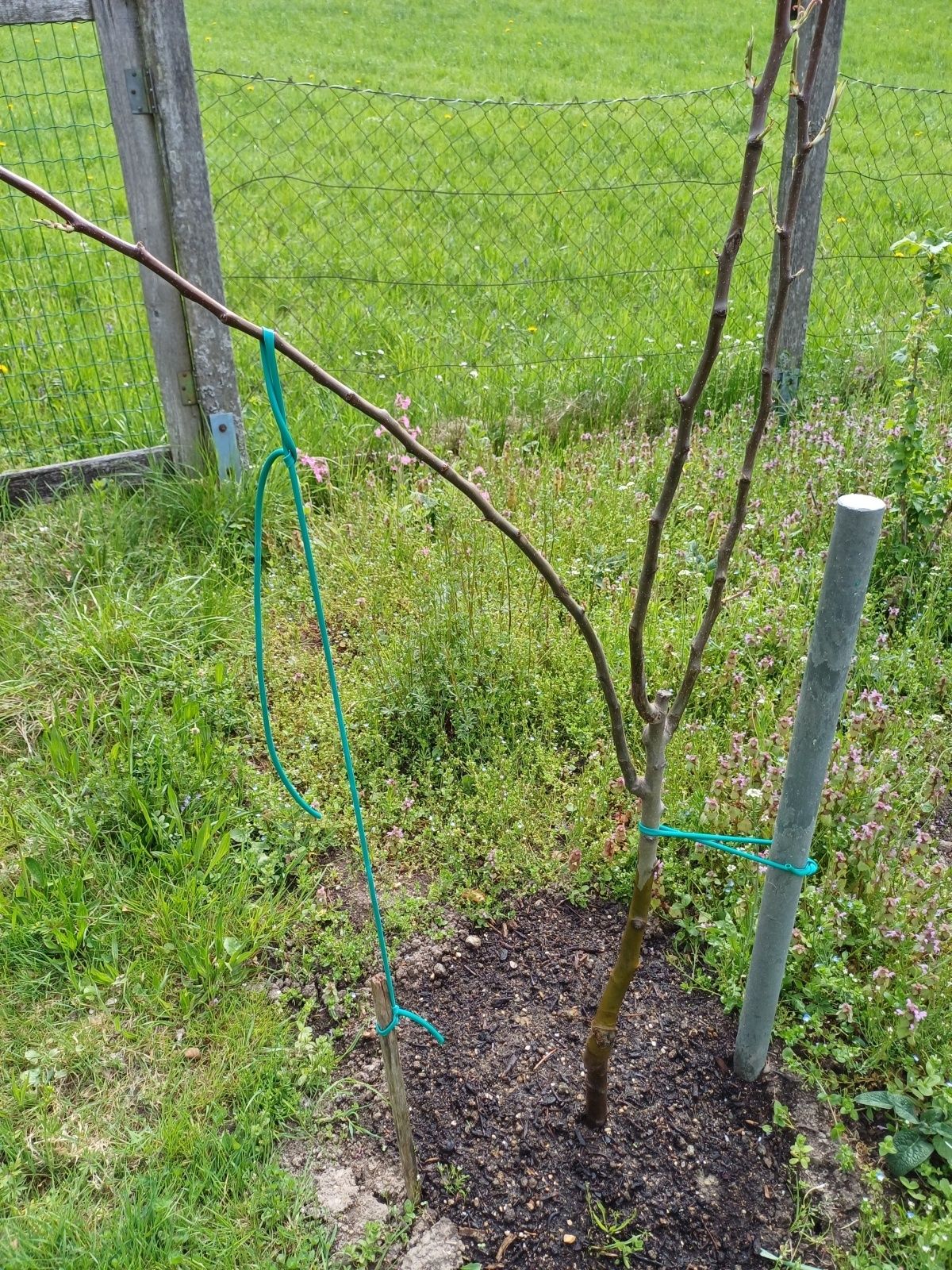 GARTENTIPP_Birnenspindel frisch gepflanzt.jpg © LK OÖ/Strebl