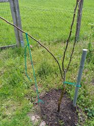 GARTENTIPP_Birnenspindel frisch gepflanzt.jpg © LK OÖ/Strebl