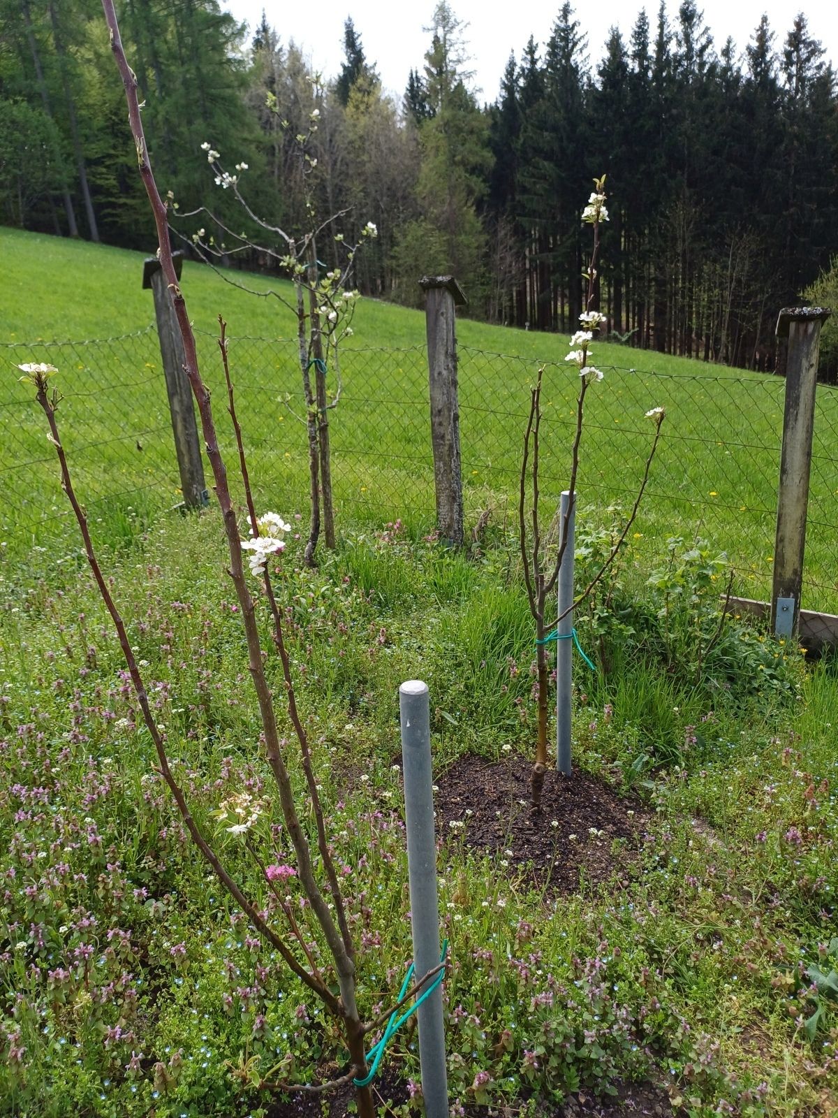 GARTENTIPP_Birnenspindeln vorne, Apfelspindel hinten.jpg © LK OÖ/Strebl