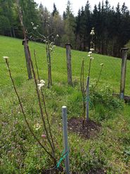 GARTENTIPP_Birnenspindeln vorne, Apfelspindel hinten.jpg © LK OÖ/Strebl