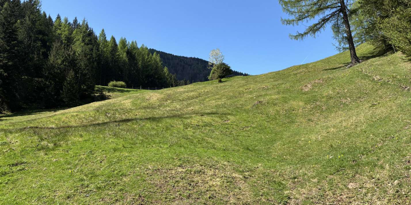 Naturschutzweide.jpg © Land OÖ/Reifeltshammer