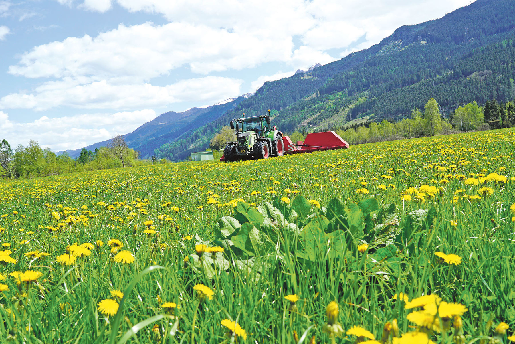 Mit Hightech  den Ampfer  im Griff.jpg © Hatheier
