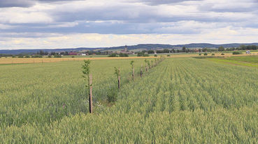 Agroforst:  Wenn Bäume in Wiesen wachsen .jpg © Meindl, FiBL