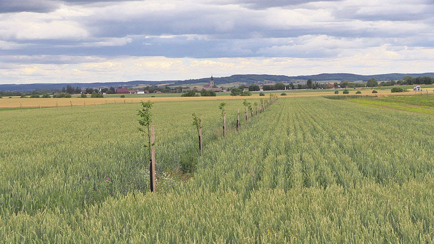 Agroforst:  Wenn Bäume in Wiesen wachsen .jpg © Meindl, FiBL