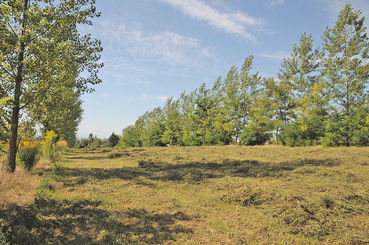 Agroforst: Wenn Bäume in Wiesen wachsen .jpg © Meindl, FiBL Agroforst: Wenn Bäume in Wiesen wachsen .jpg © Meindl, FiBL