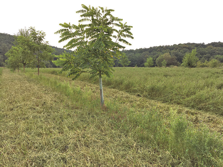 Agroforst:  Wenn Bäume in Wiesen wachsen .jpg © Merkut, FiBL