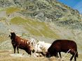 © LK Tirol/Aichner