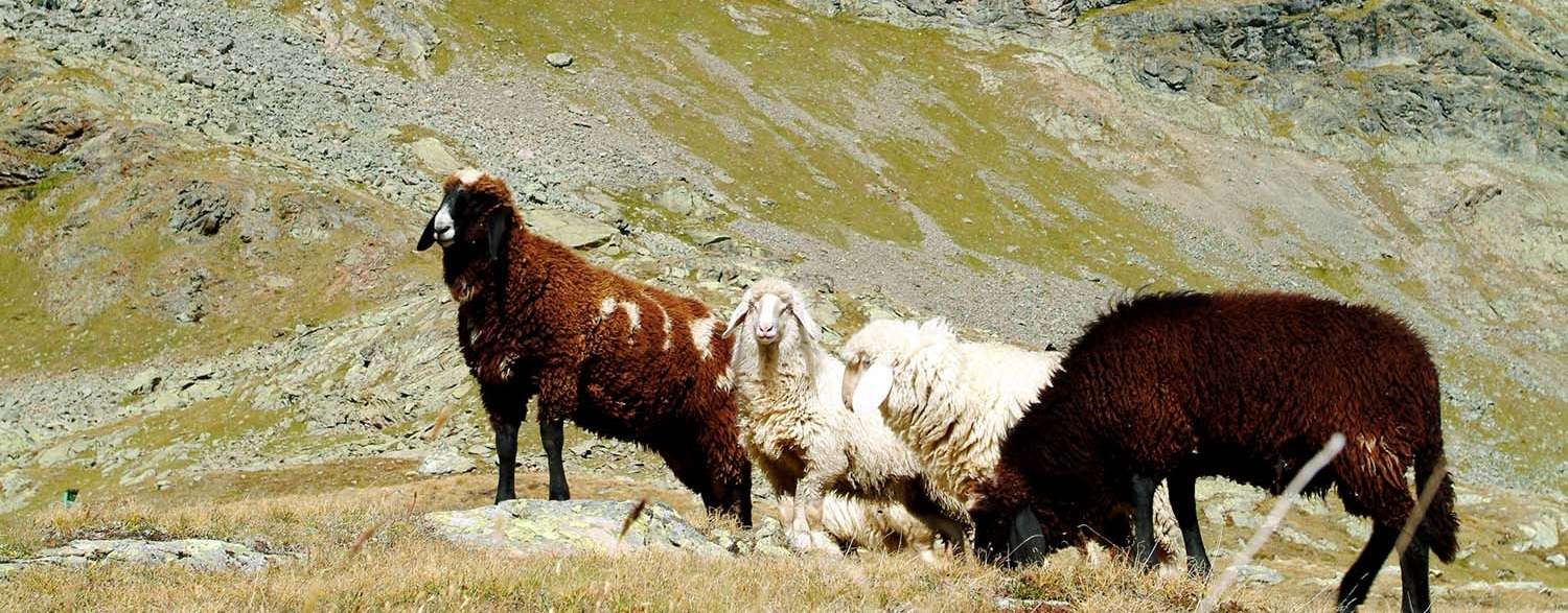 Schafe auf der Alm © LK Tirol/Aichner