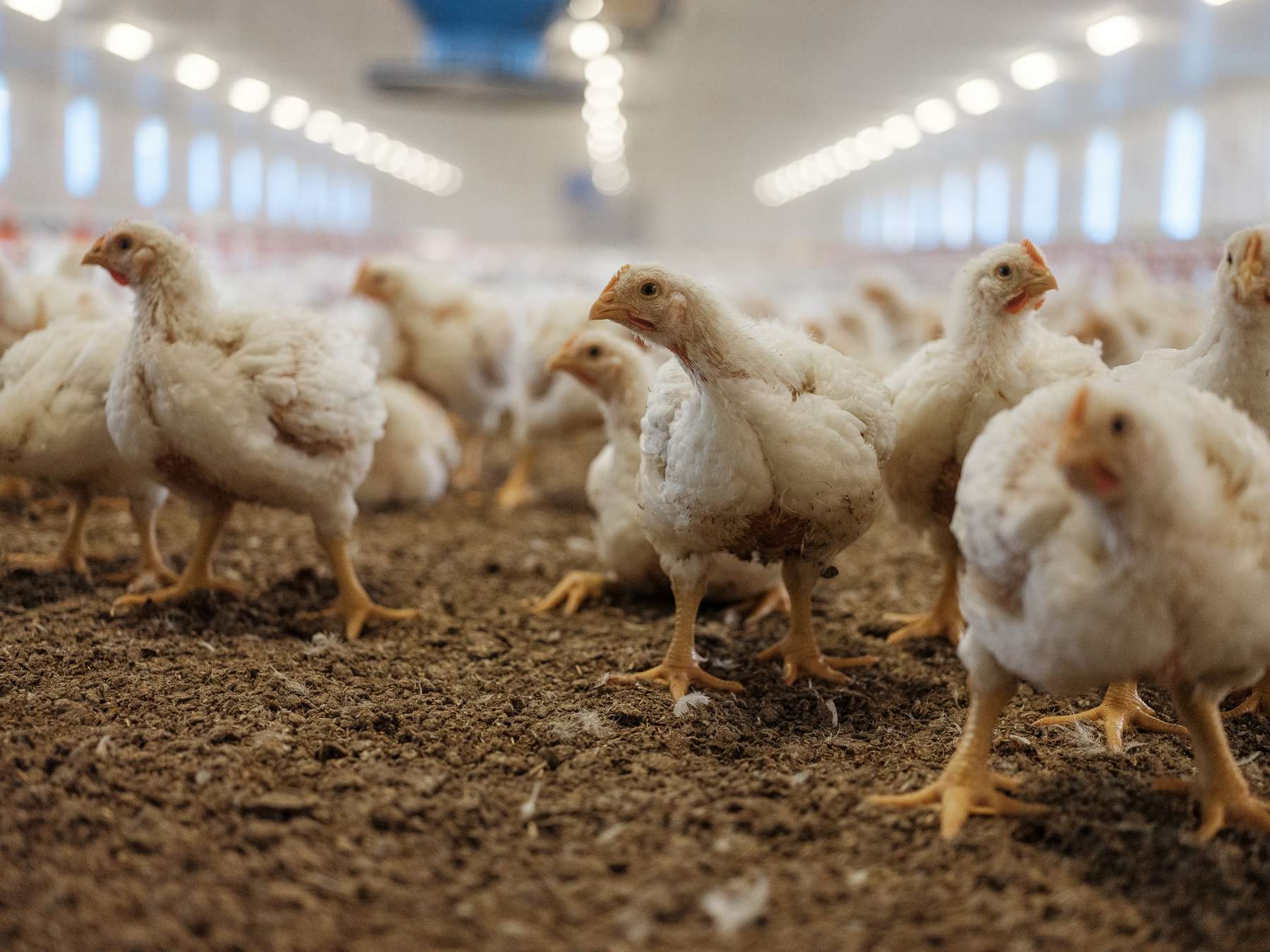 Masthühner.jpg © AMA Marketing