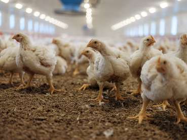 Masthühner.jpg © AMA Marketing