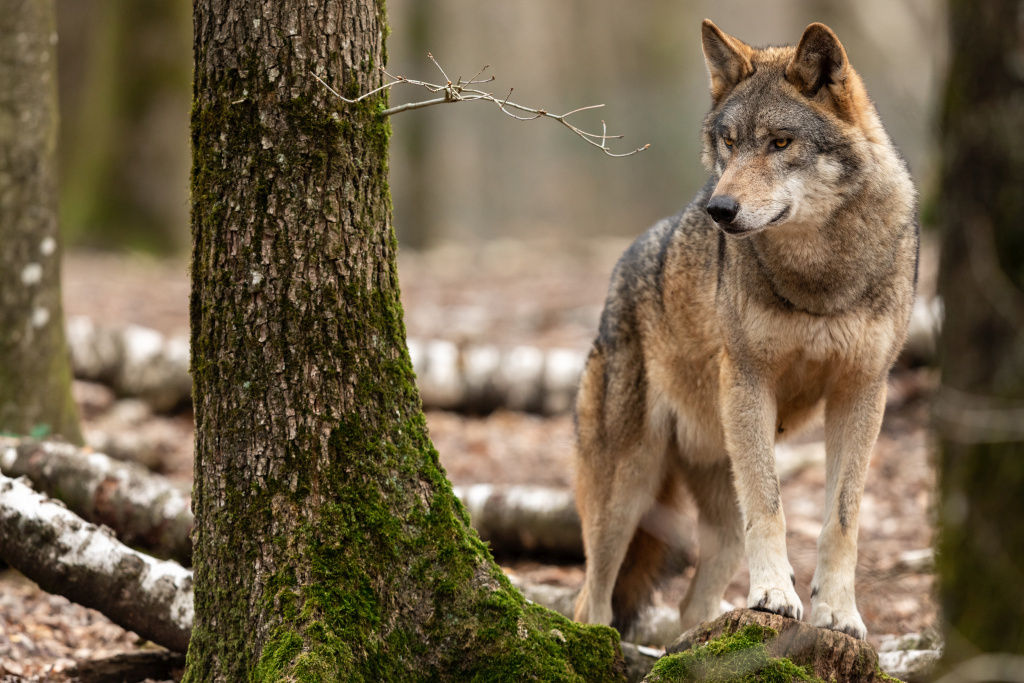 Wolf_Wald_Baumstamm_AdobeStock_261247463©AB Photography_klein.jpg © Wolf_Wald_Baumstamm_AdobeStock_261247463©AB Photography_klein.jpg