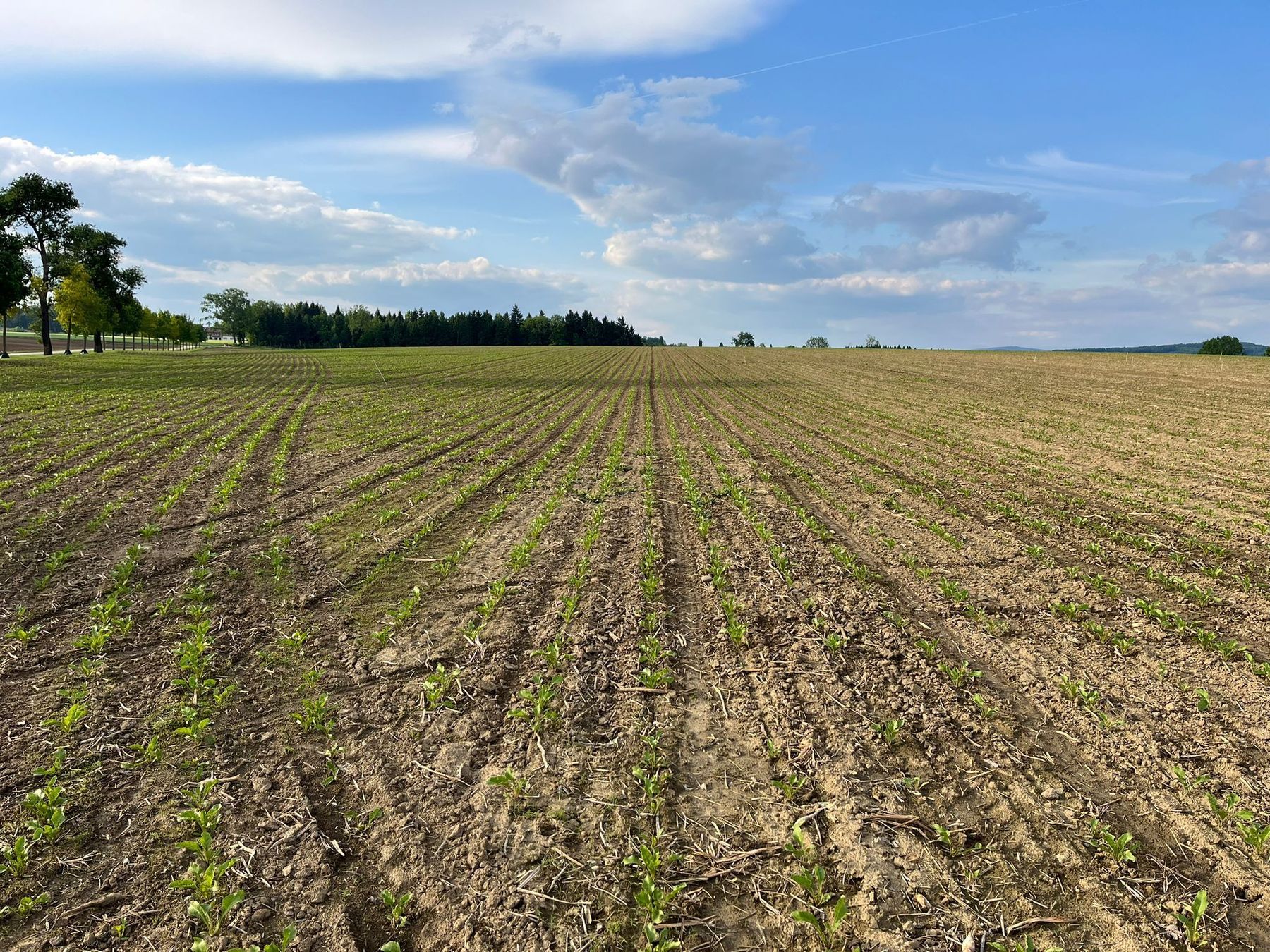 Eindrücke von der BWSB Feldbegehung in Pasching mit dem Arbeitskreis Kirchberg/Thening und Leonding mit Referent Martin Bäck.
Es wurde die Kulturführung zu Soja, Mais, Weizen und Rübe besprochen.  © BWSB