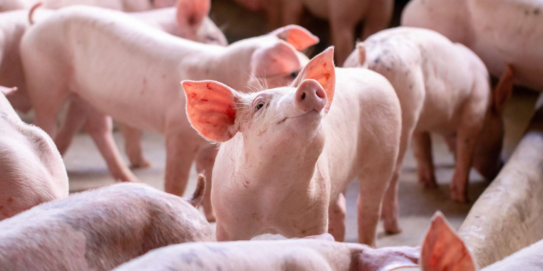 Schweine © Adobe Stock