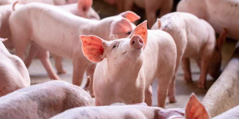 Schweine © Adobe Stock