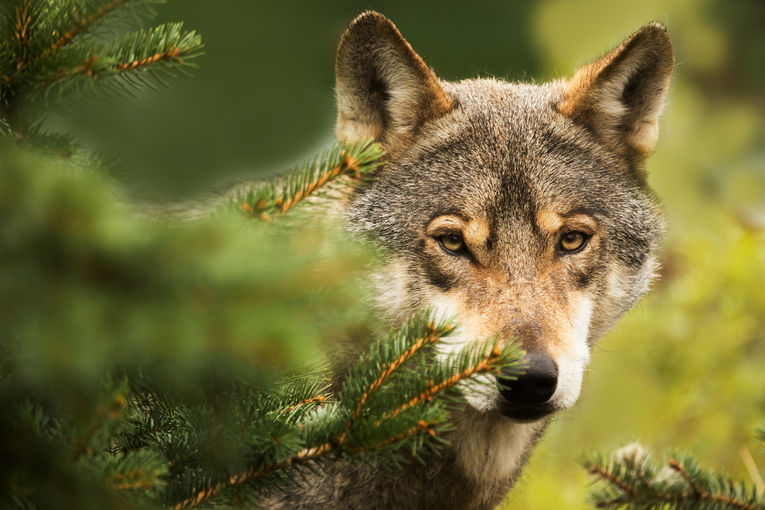 Wolf@Adobestock_Michal.jpg © Adobestock/Michal Wolf@Adobestock_Michal.jpg © Adobestock/Michal