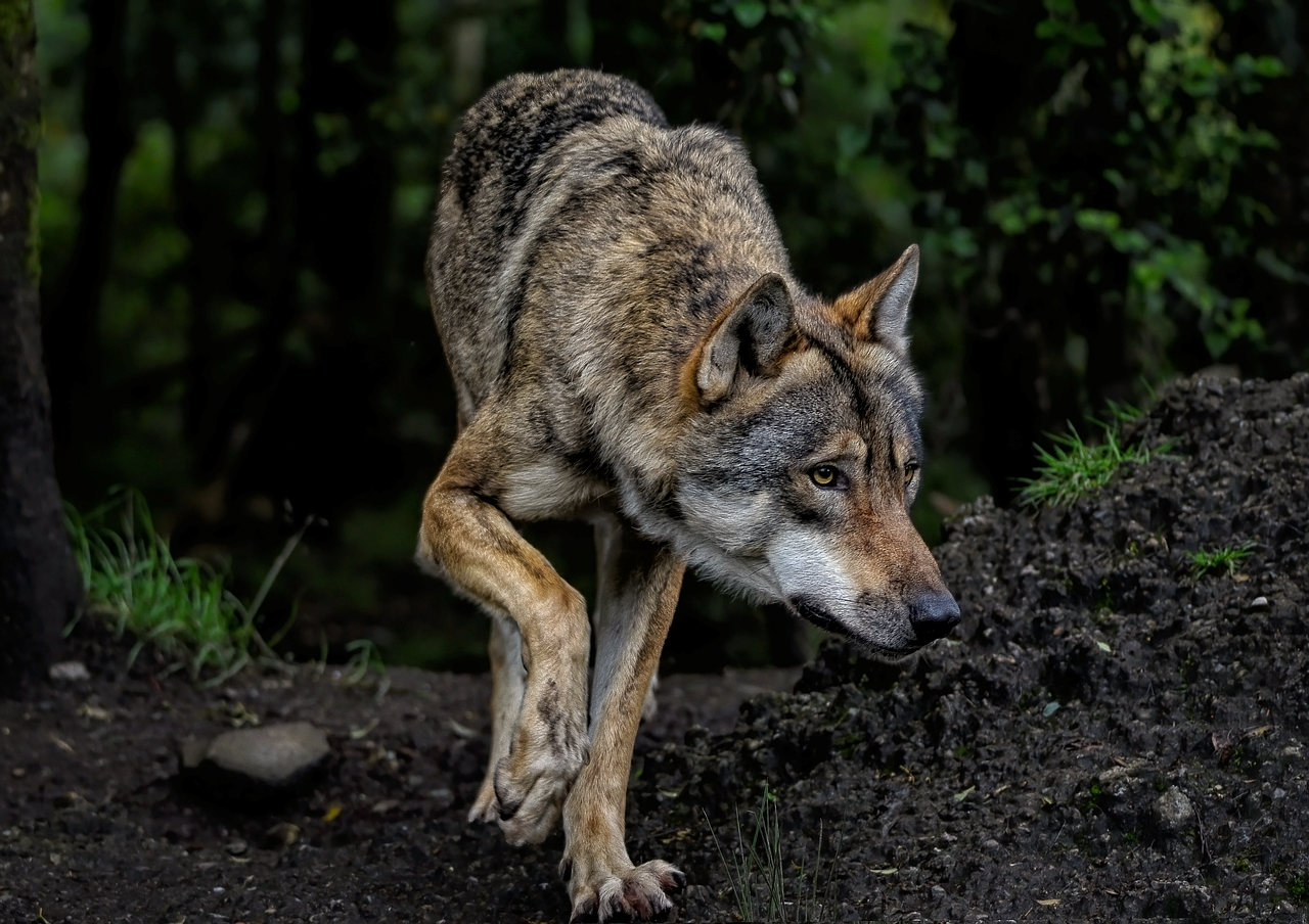 wolf-8199785_1280.png © pixabay wolf-8199785_1280.png © pixabay