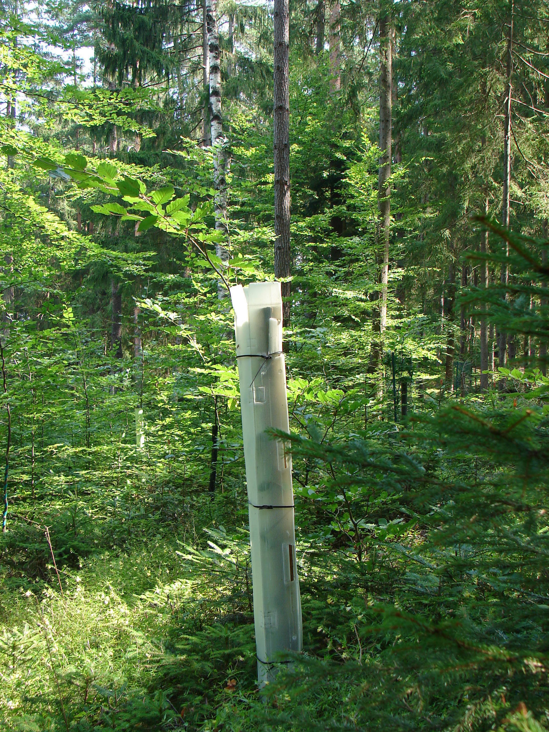 Monowuchssäule (c) Schaschl.jpg © LK Kärnten/Elisabeth Schaschl Monowuchssäule (c) Schaschl.jpg © LK Kärnten/Elisabeth Schaschl